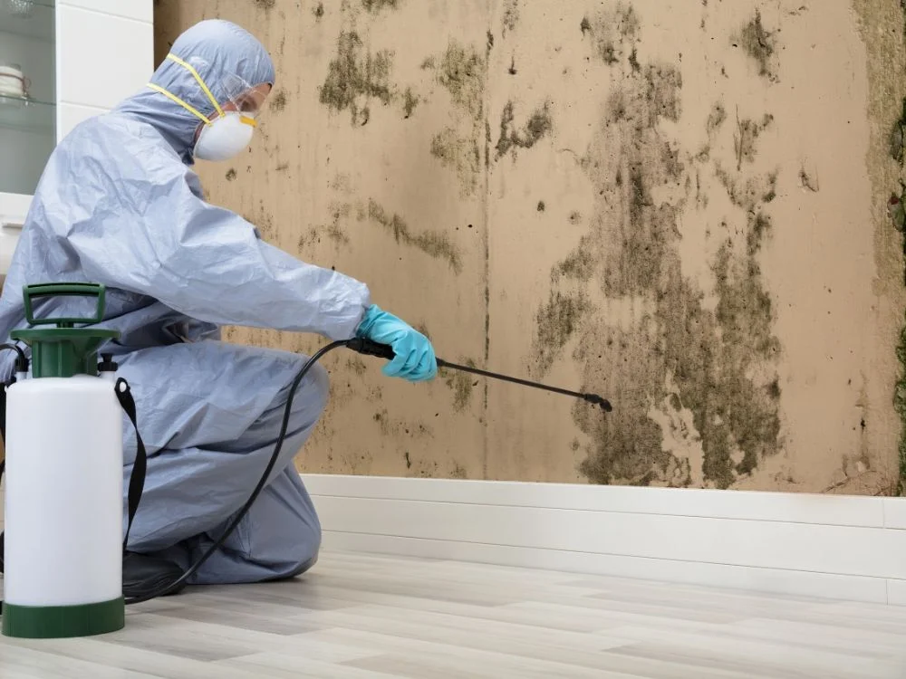 Mould treatment reference supplied by Your Local Mould Removal
