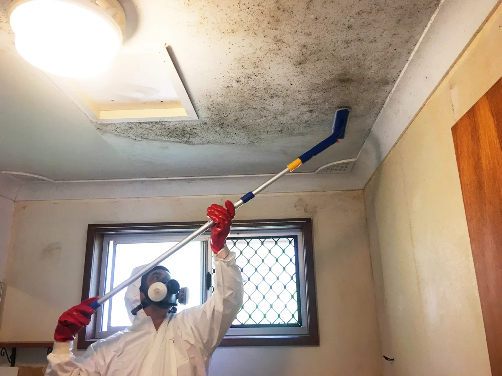 Walls, ceilings and hard surfaces