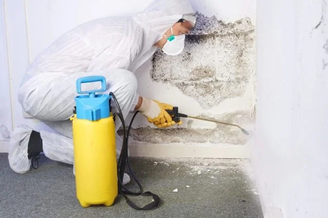 Illustrative mould assessment and property-care image supplied by Your Local Mould Removal