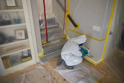 Illustrative mould assessment and property-care image supplied by Your Local Mould Removal