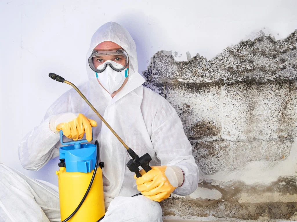 Illustrative mould assessment and property-care image supplied by Your Local Mould Removal